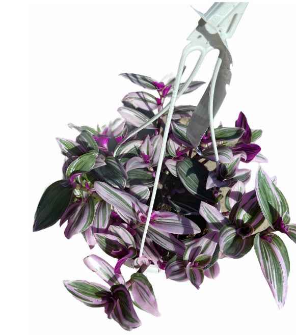 Pink Nanouk 5cm-10cm Tradescantia Fantasy Venice indoor plant