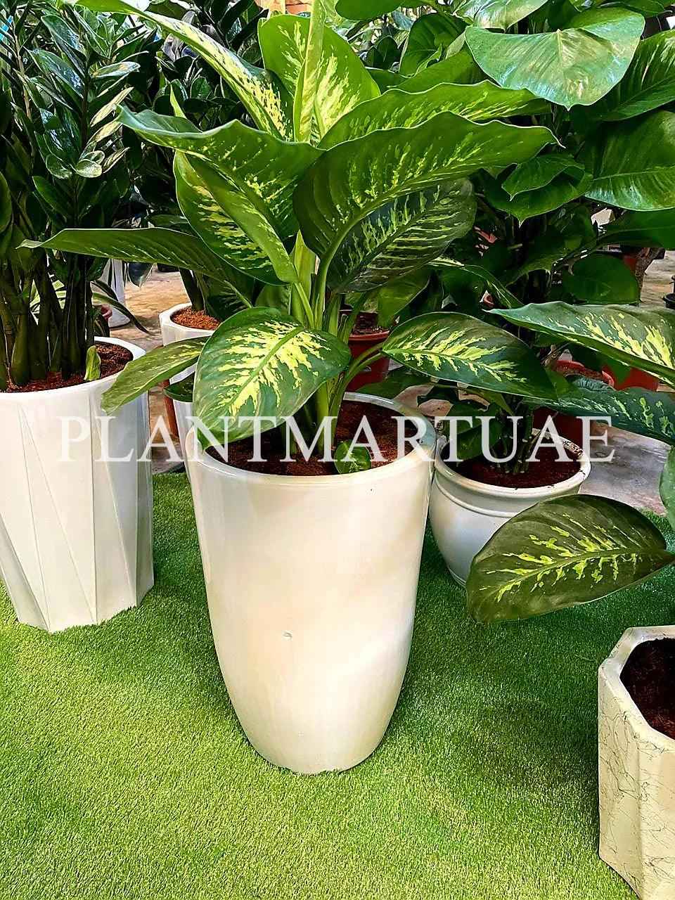 Dieffenbachia Indoor Plant - 80cm-90cm in Ceramic Pot - Dumb Cane