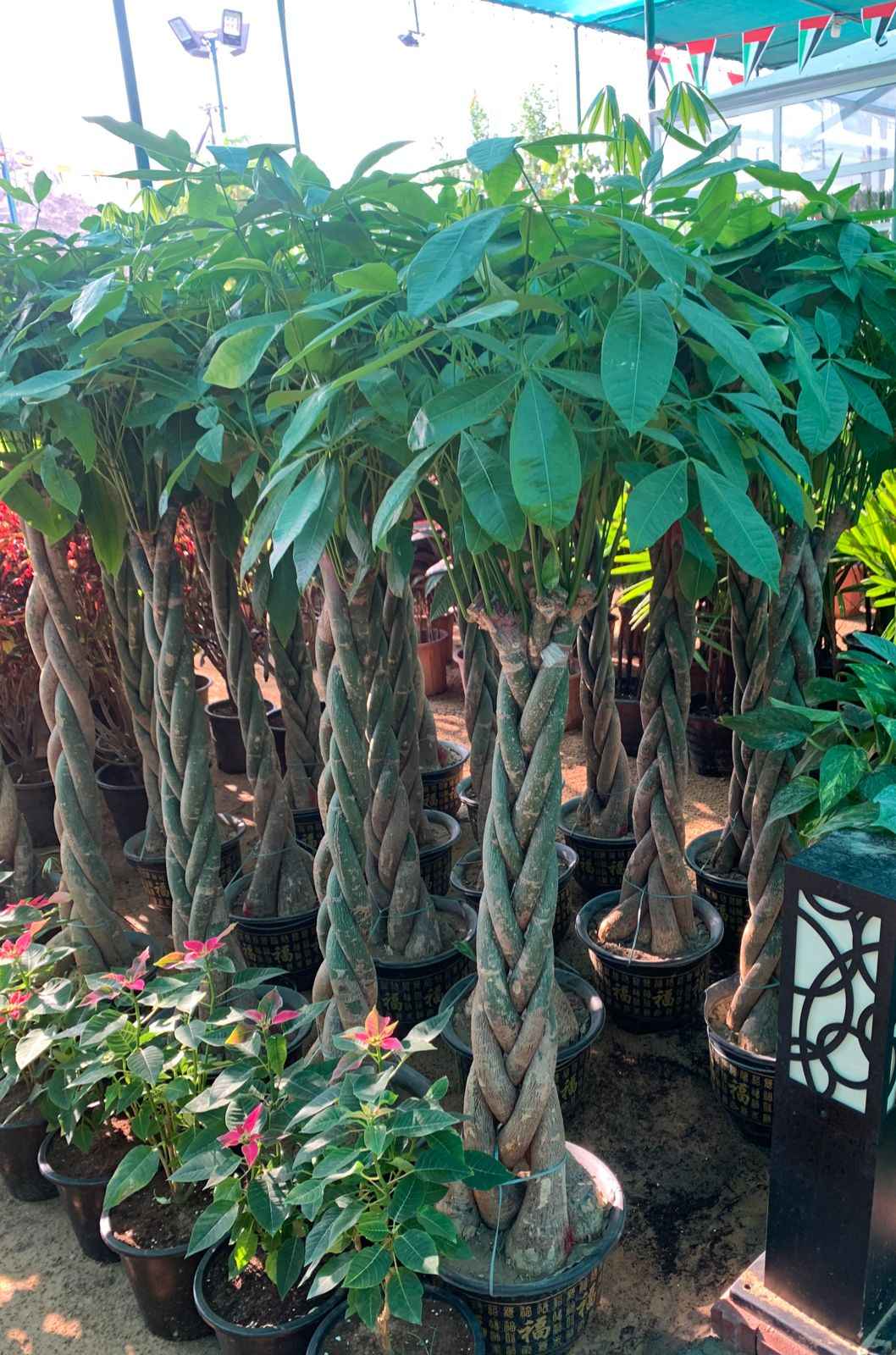 Pachira Aquatica/Money Tree 150cm-160cm