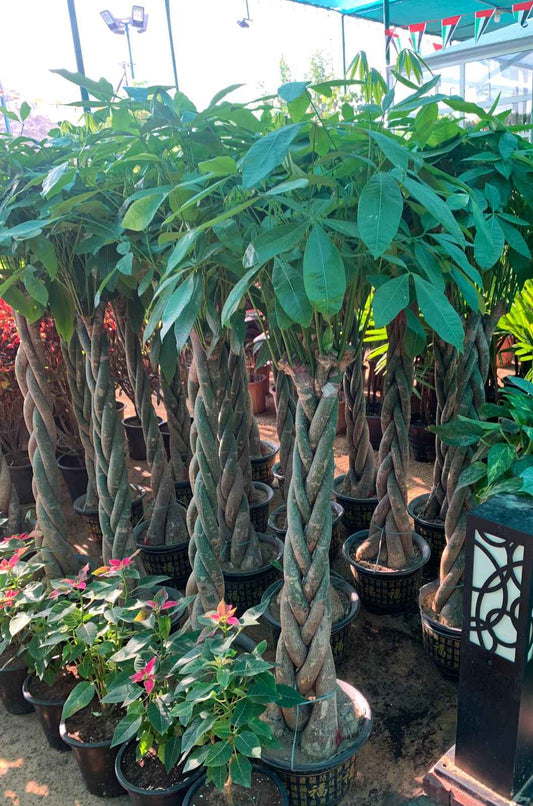 Pachira Aquatica/Money Tree 150cm-160cm