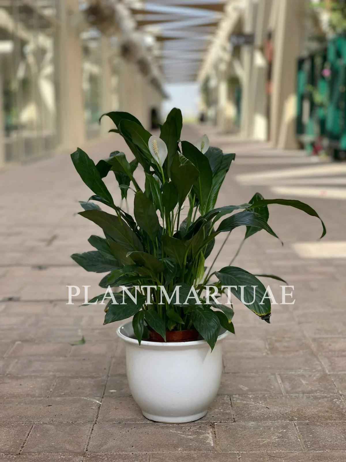 Peace Lily Indoor Plant - Spathiphyllum Sweet Lauretta 30cm-40cm