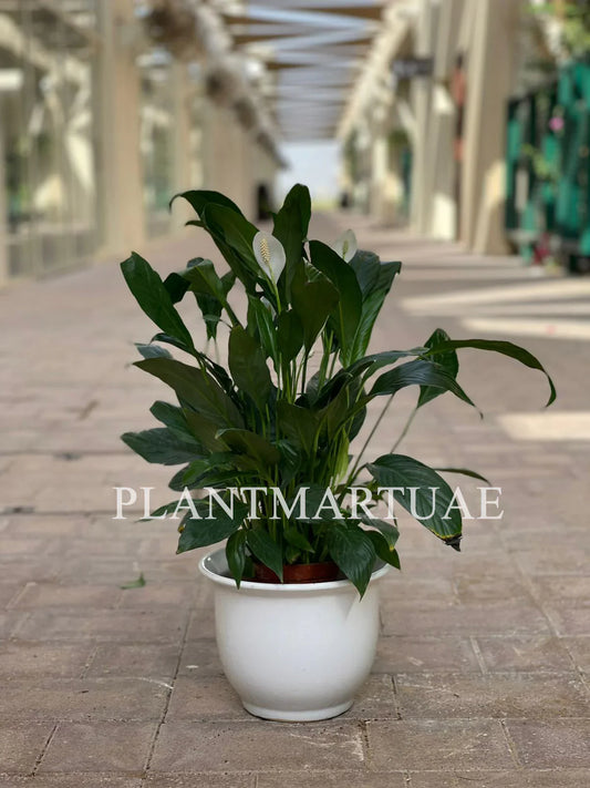 Peace lily plant with white blooms in a white pot on a sunlit paved walkway