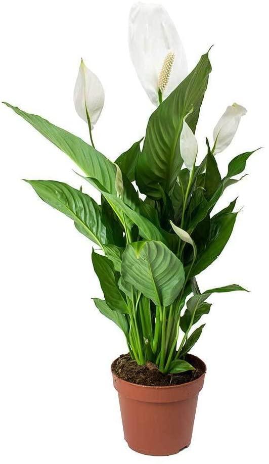 Peace lily houseplant with white flowers and green leaves in a brown plastic pot