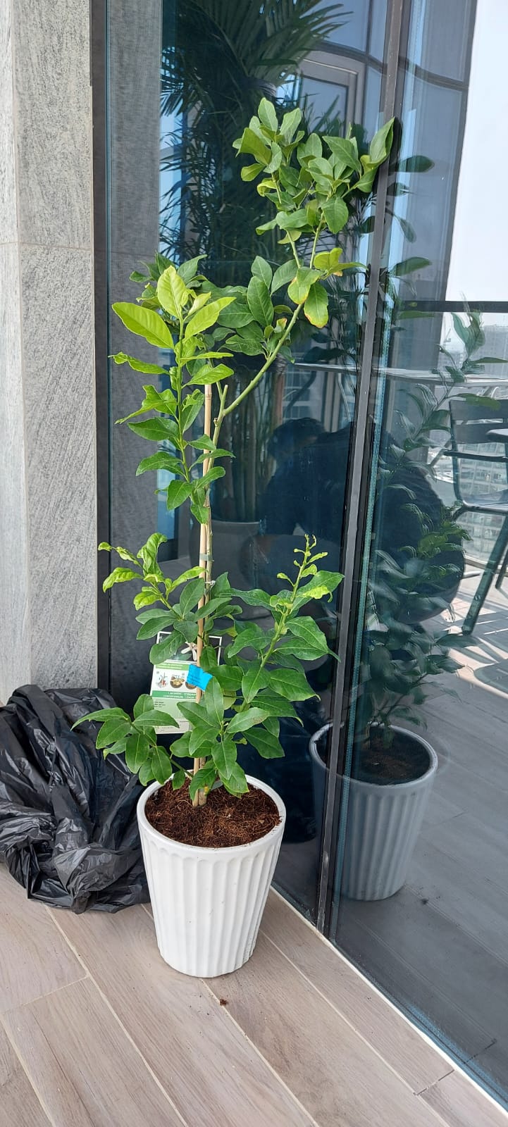 Tall potted lemon plant with lush green leaves in a white ceramic pot on a balcony