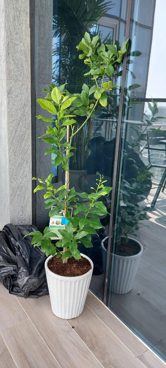 Tall potted lemon plant with lush green leaves in a white ceramic pot on a balcony