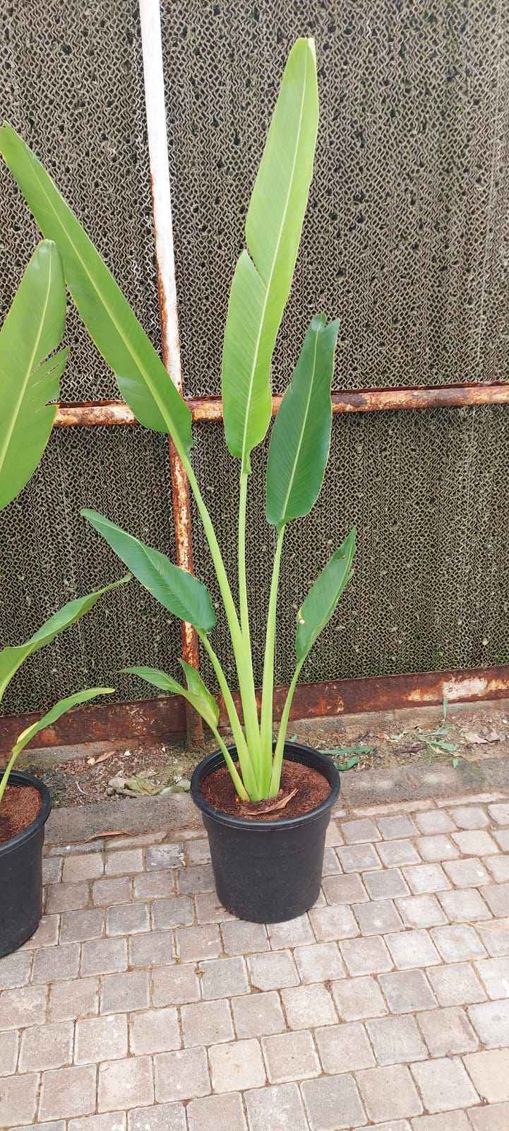 Traveller's Palm 120cm-140cm | indoor & Outdoor plant | Ravenala madagascariensis or traveller’s tree or East-West palm |  PlantMartUAE.com