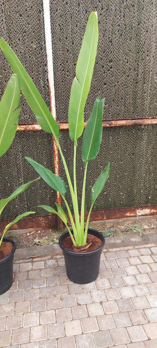 Traveler palm plant in a black nursery pot with tall, green leaves on a paved surface