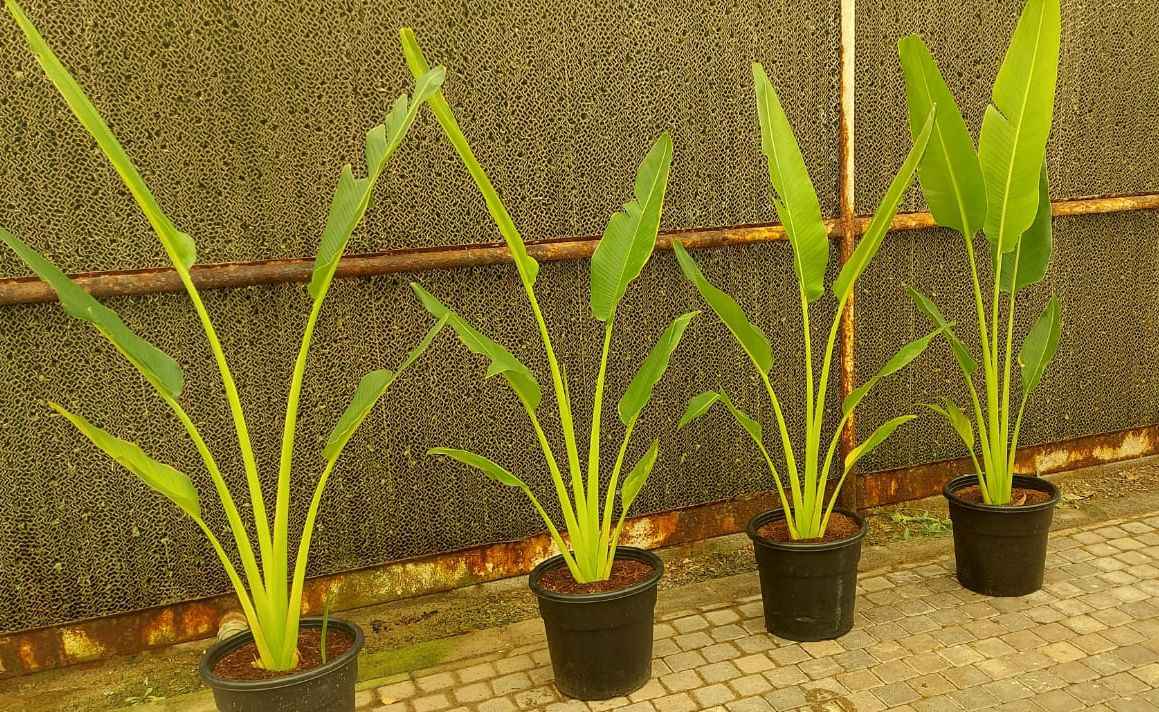 Traveller's Palm 120cm-140cm | indoor & Outdoor plant | Ravenala madagascariensis or traveller’s tree or East-West palm |  PlantMartUAE.com