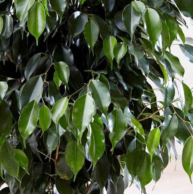 Weeping Fig Indoor Plant 60cm - 80cm | Benjamin Fig | Ficus Tree | Best Online Plants at PlantMartUAE.com