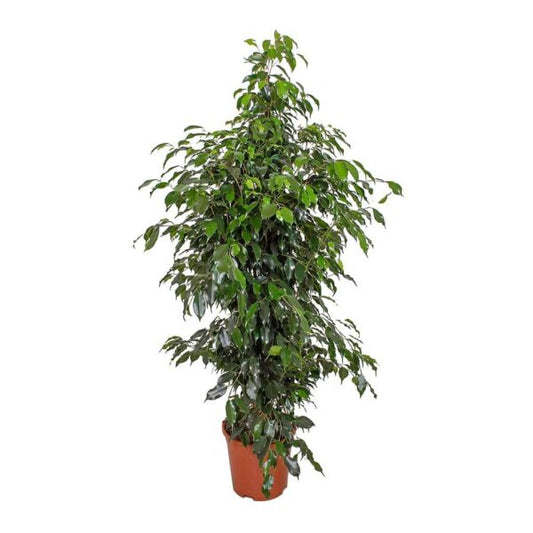 Weeping fig indoor plant with glossy green leaves in a brown pot, isolated on white background