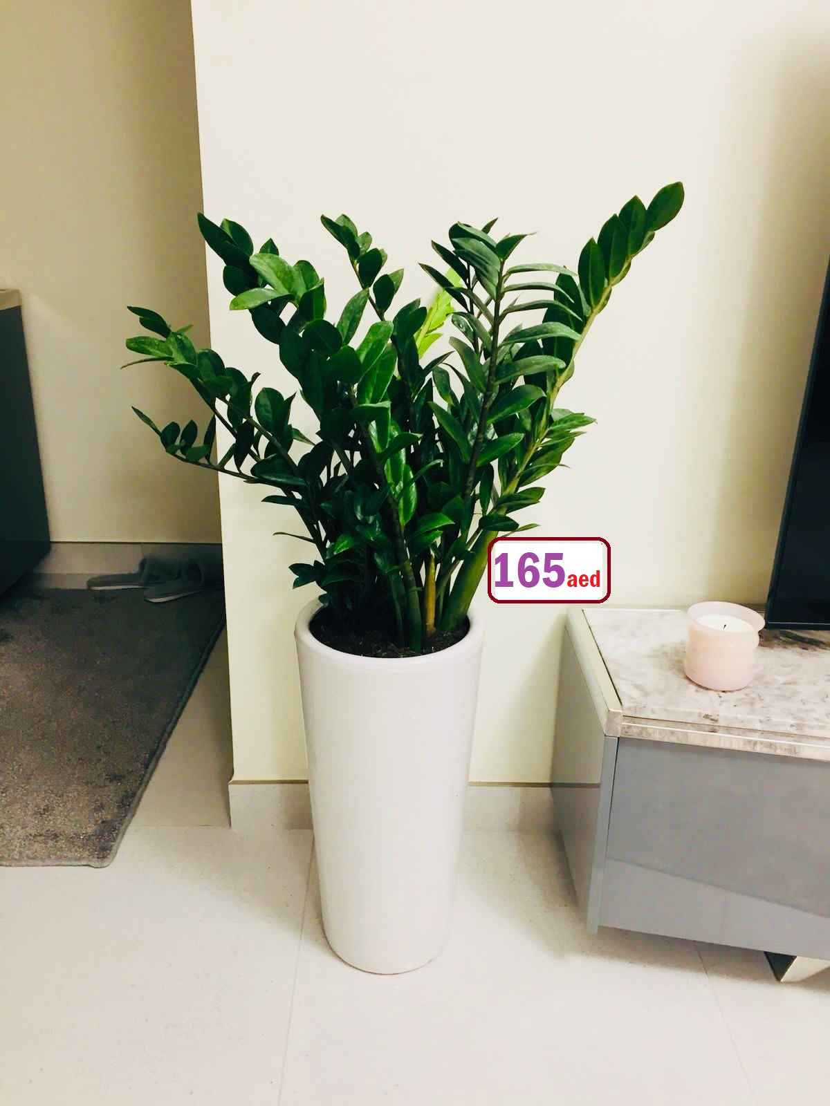 POTTED ZZ Plant in CERAMIC POT - Zamioculcas Zamiifolia - Zanzibar Gem - ZZ Plant (L)